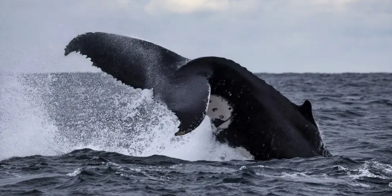 aussiebucketlist.com.au - Eden Whale Watching Cruise - 5