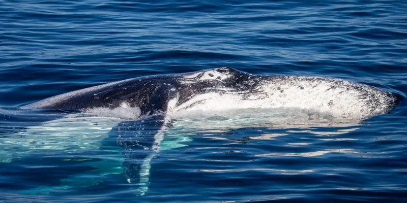 aussiebucketlist.com.au - Eden Whale Watching Cruise - 6