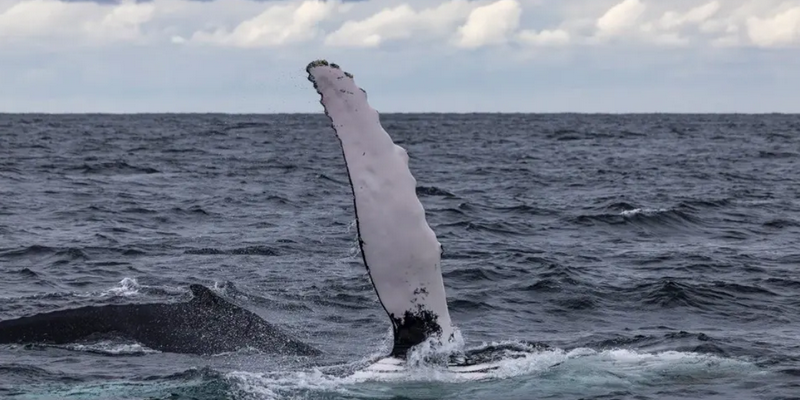 aussiebucketlist.com.au - Eden Whale Watching Cruise - 8