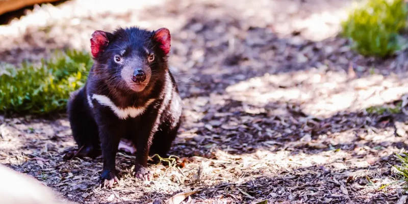 aussiebucketlist.com.au - Devils @ Cradle  - 5