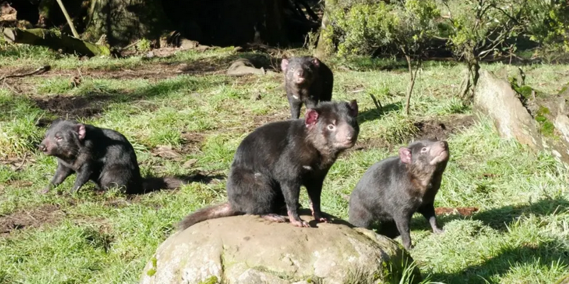 aussiebucketlist.com.au - Devils @ Cradle  - 6