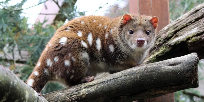 aussiebucketlist.com.au - Devils @ Cradle  - 7