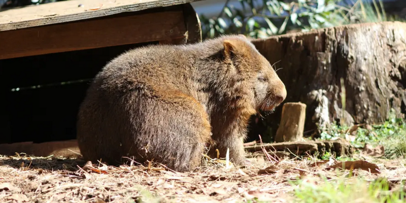 aussiebucketlist.com.au - Devils @ Cradle  - 10