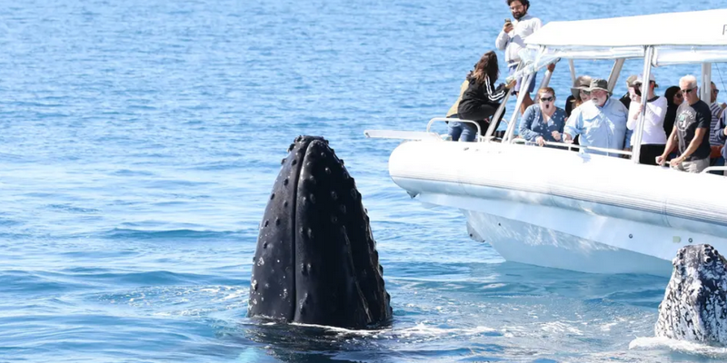 aussiebucketlist.com.au - Hervey Bay's Ultimate Whale Watch - 1