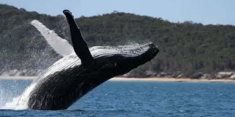 aussiebucketlist.com.au - Hervey Bay's Ultimate Whale Watch - 2
