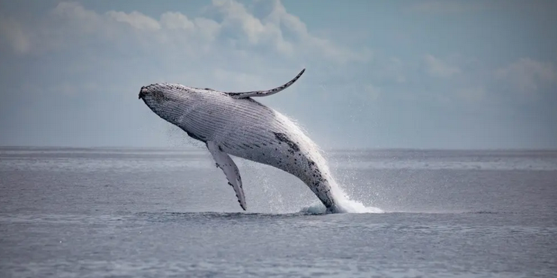 aussiebucketlist.com.au - Hervey Bay's Ultimate Whale Watch - 3
