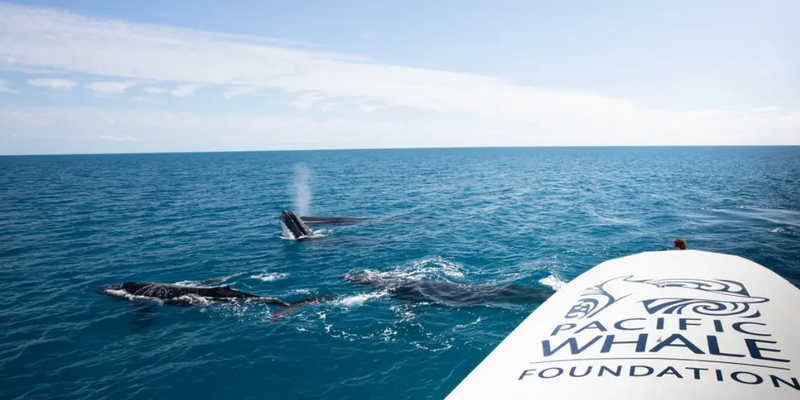 aussiebucketlist.com.au - Hervey Bay's Ultimate Whale Watch - 4