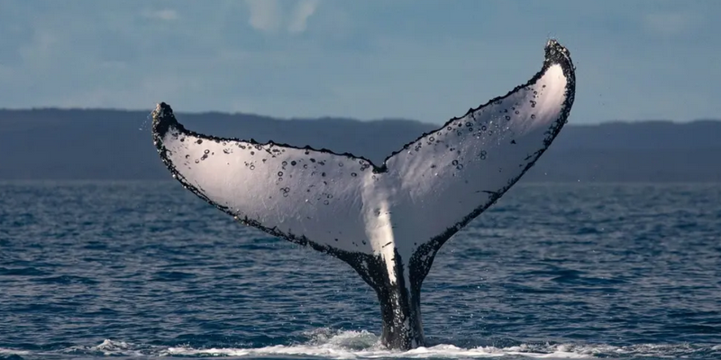aussiebucketlist.com.au - Hervey Bay's Ultimate Whale Watch - 6