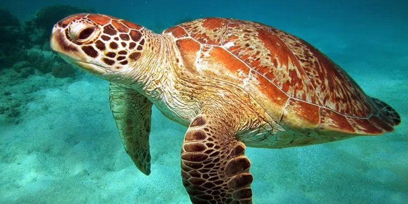 aussiebucketlist.com.au - Reef Daytripper Snorkel and Scuba Dive - 4