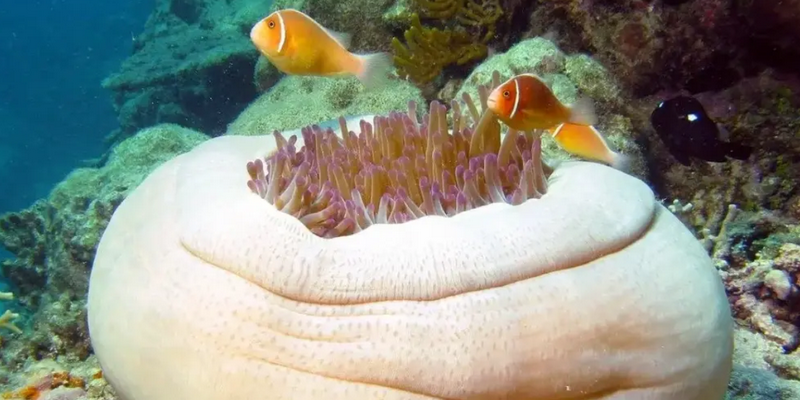 aussiebucketlist.com.au - Reef Daytripper Snorkel and Scuba Dive - 6