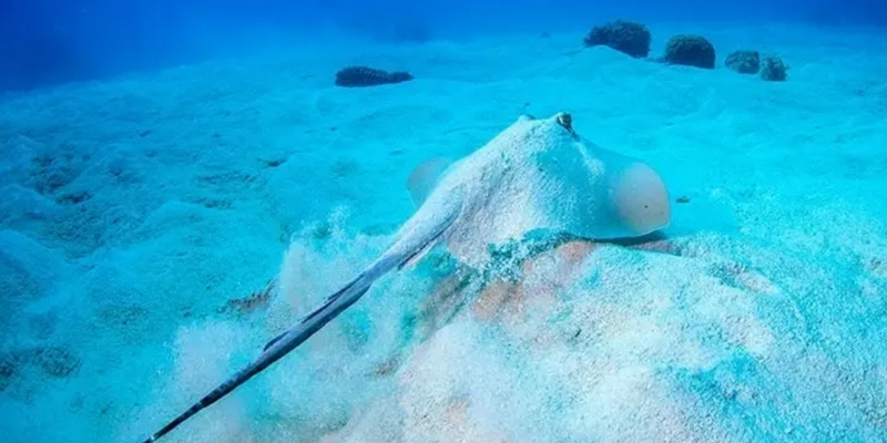 aussiebucketlist.com.au - Dive the Great Barrier Reef from Port Douglas - 4