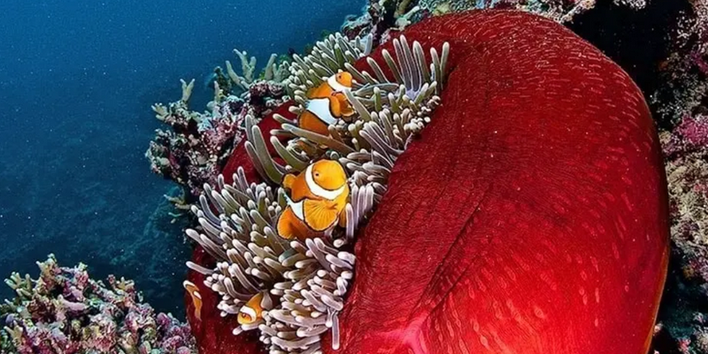 aussiebucketlist.com.au - Dive the Great Barrier Reef from Port Douglas - 5