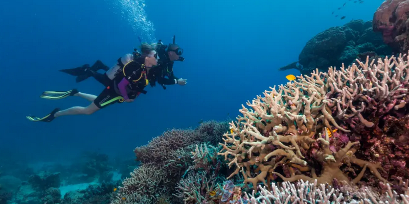 aussiebucketlist.com.au - Calypso Dive and Snorkel The Great Barrier Reef from Port Douglas - 3