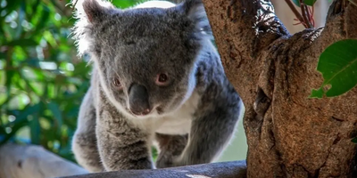 Scenic Helicopter Tour to Walkabout Wildlife Park