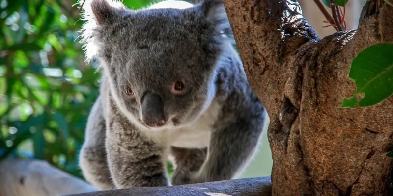 aussiebucketlist.com.au - Scenic Helicopter Tour to Walkabout Wildlife Park - 1