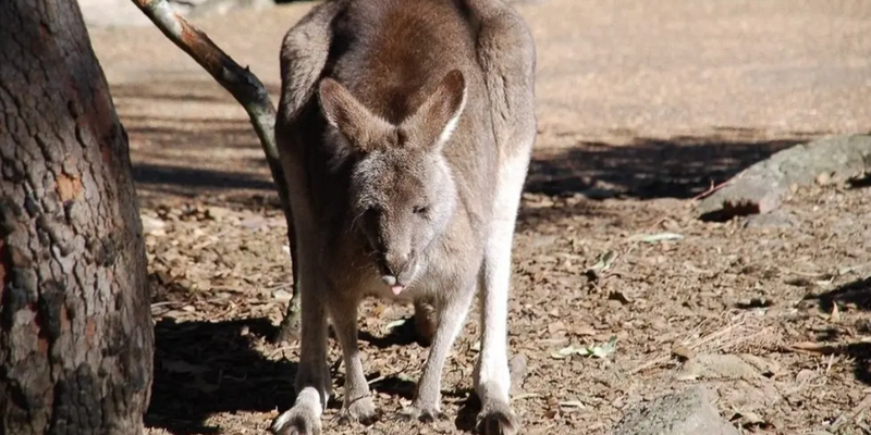 aussiebucketlist.com.au - Scenic Helicopter Tour to Walkabout Wildlife Park - 2