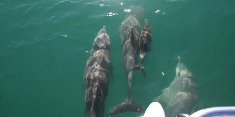 aussiebucketlist.com.au - Peel Island Scenic Cruise - 3