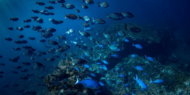 aussiebucketlist.com.au - Beyond The Reef Guided Snorkelling Expedition - 2