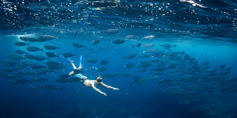 aussiebucketlist.com.au - Beyond The Reef Guided Snorkelling Expedition - 4