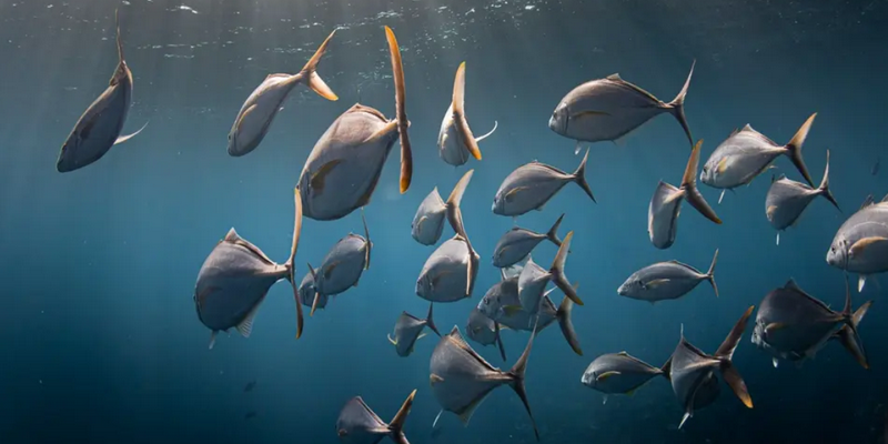 aussiebucketlist.com.au - Beyond The Reef Guided Snorkelling Expedition - 5