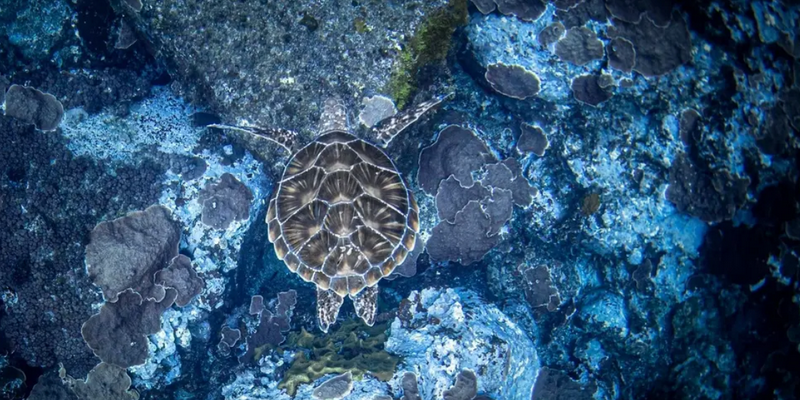 aussiebucketlist.com.au - Beyond The Reef Guided Snorkelling Expedition - 6