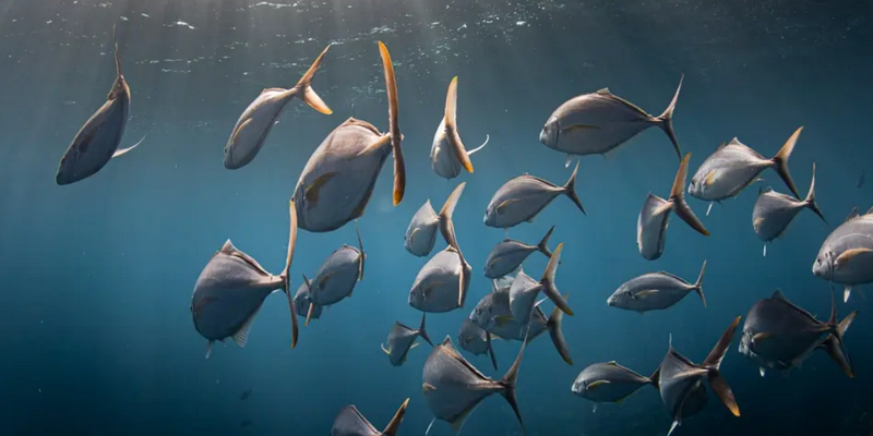 aussiebucketlist.com.au - Beyond The Reef Guided Snorkelling Expedition - 9