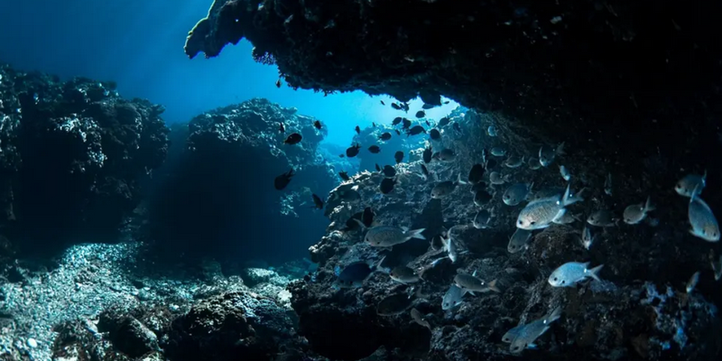 aussiebucketlist.com.au - Beyond The Reef Guided Snorkelling Expedition - 10