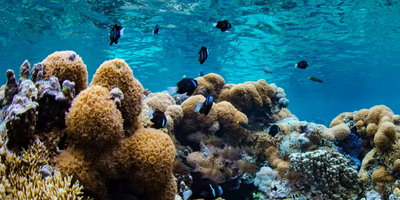 Southern Lagoon - Guided Snorkelling Tour