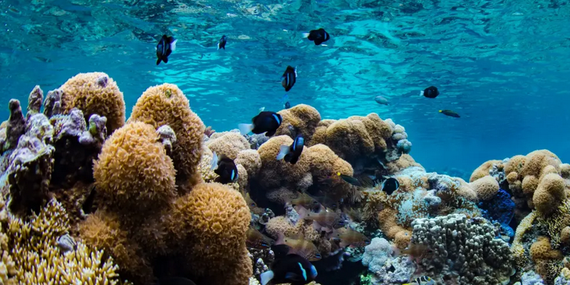 aussiebucketlist.com.au - Southern Lagoon - Guided Snorkelling Tour - 1