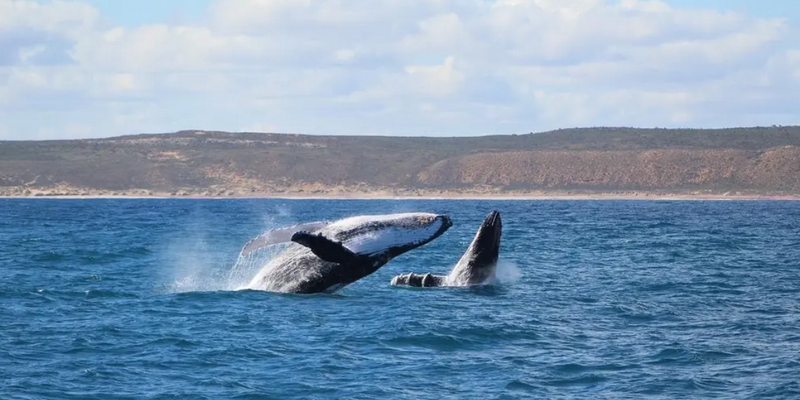 aussiebucketlist.com.au - Kalbarri Whale Watching Tour - 1