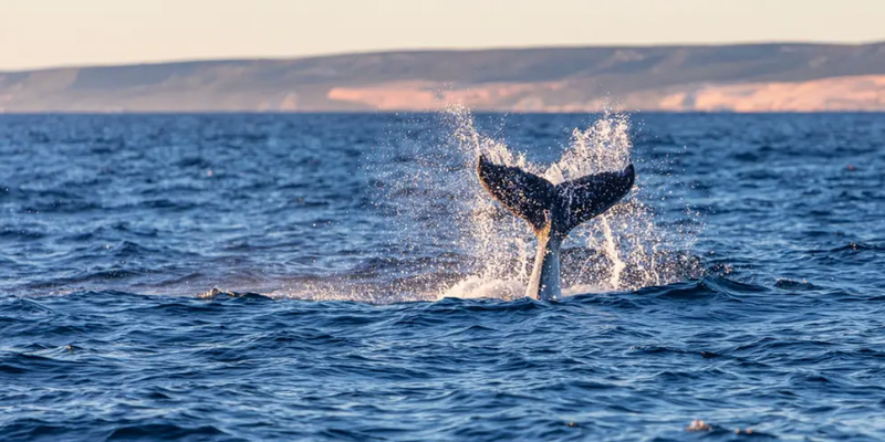 aussiebucketlist.com.au - Kalbarri Whale Watching Tour - 2