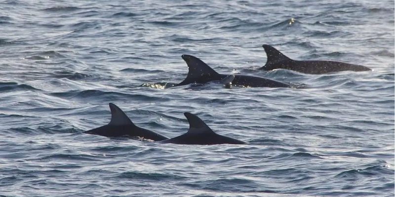 aussiebucketlist.com.au - Kalbarri Whale Watching Tour - 3