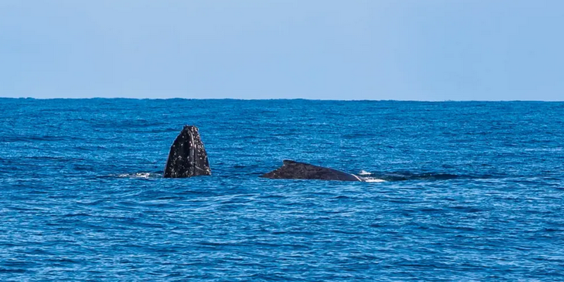 aussiebucketlist.com.au - Kalbarri Whale Watching Tour - 4