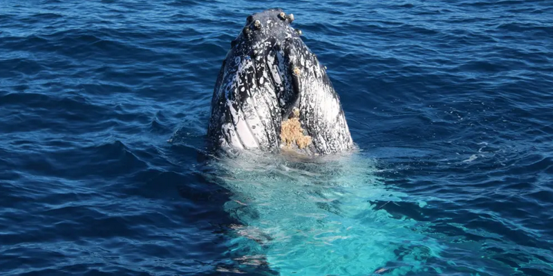 aussiebucketlist.com.au - Kalbarri Whale Watching Tour - 5