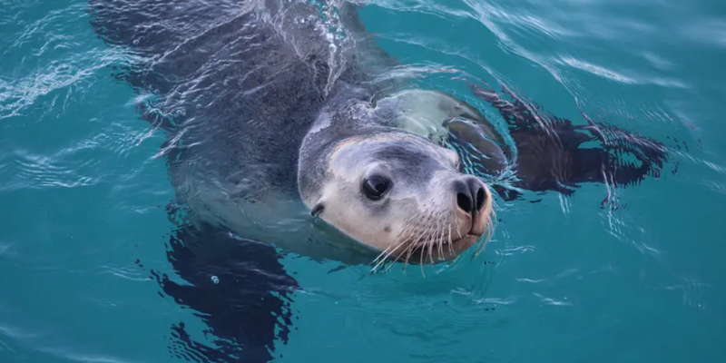 aussiebucketlist.com.au - Kalbarri Whale Watching Tour - 8