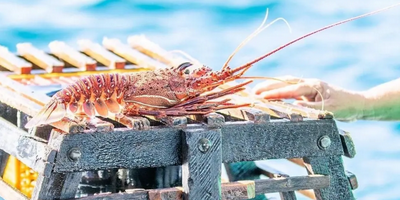Morning Lobster Pot Pull Tour