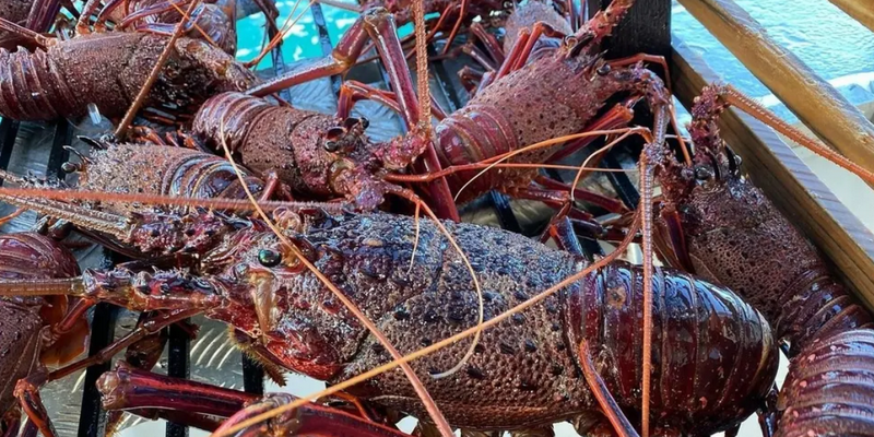 aussiebucketlist.com.au - Morning Lobster Pot Pull Tour - 2