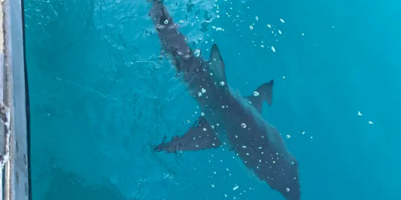 aussiebucketlist.com.au - Morning Lobster Pot Pull Tour - 9