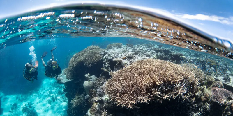 aussiebucketlist.com.au - SilverSwift Dive and Snorkel Day Trip - 3