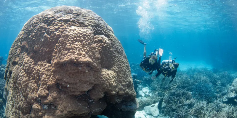 aussiebucketlist.com.au - SilverSwift Dive and Snorkel Day Trip - 4