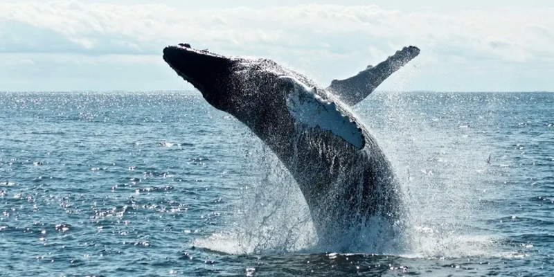 aussiebucketlist.com.au - Whale Watching Byron Bay - 1