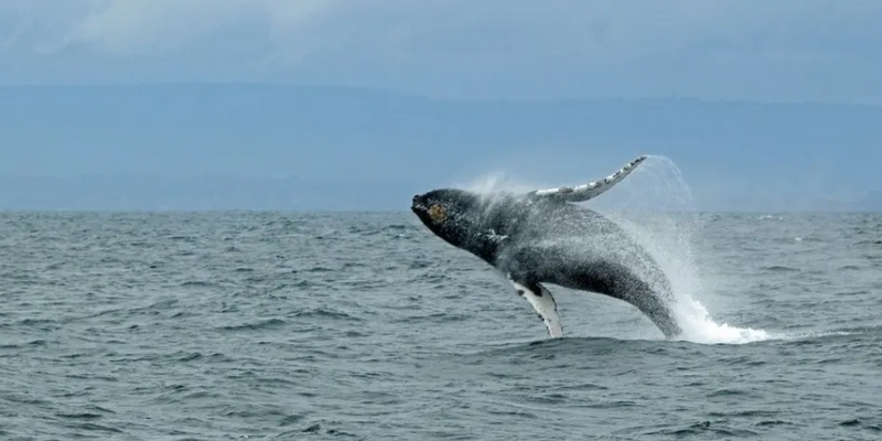 aussiebucketlist.com.au - Whale Watching Byron Bay - 2