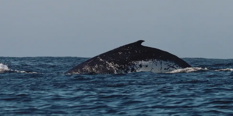 aussiebucketlist.com.au - Whale Watching Byron Bay - 3