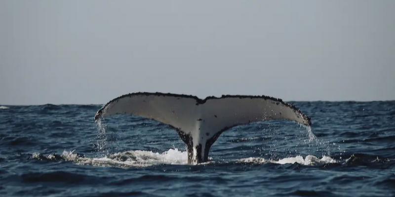 aussiebucketlist.com.au - Whale Watching Byron Bay - 4