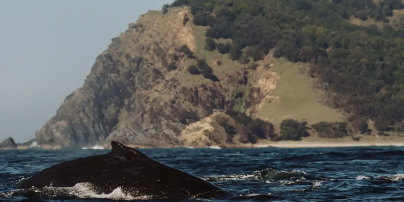 aussiebucketlist.com.au - Whale Watching Byron Bay - 5