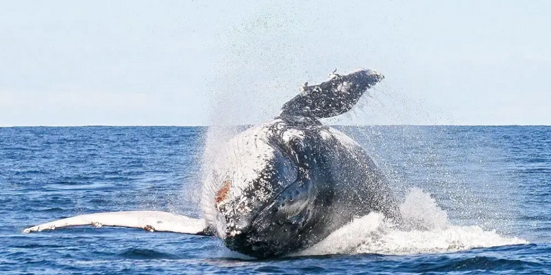 aussiebucketlist.com.au - Whale Watching Byron Bay - 6