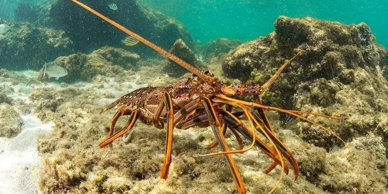 aussiebucketlist.com.au - Carnarvon Crayfish Helicopter Adventure - 2