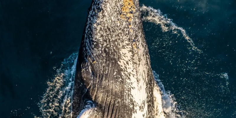 aussiebucketlist.com.au - Whale Watching Helicopter Experience - 2