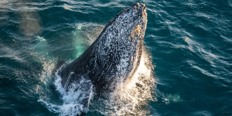 aussiebucketlist.com.au - Whale Watching Helicopter Experience - 4