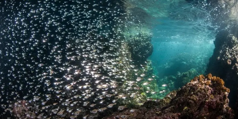 aussiebucketlist.com.au - Neptune's Cave Snorkel Adventure - 4